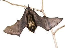 Bats Control services in Kenya, bats control, bat control,bats control service, bats pest control, bat removal, bat repellent, bat infestation, bat control services, bat exclusion, bat guano removal, bat extermination, bat proofing, bat deterrents, bat netting, bat trapping, bat eviction, bat den cleaning, bat colony management, bat inspection, bat control pesticides, pest control for bats near me, bat pest control cost, what kills bats instantly, pest control bats, bat control devices, how do exterminators get rid of bats, bat killer spray