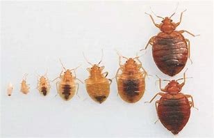 BEDBUGS CONTROL SERVICES IN KENYA
