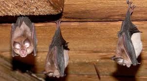 Bats Control services in Kenya, bat colony management, bat inspection, bat control pesticides, pest control for bats near me, bat pest control cost, what kills bats instantly, pest control bats, bat control devices, how do exterminators get rid of bats, bat killer spray