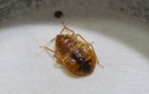 Bed Bugs Control, bed bug fumigation, bed bug fumigation services,