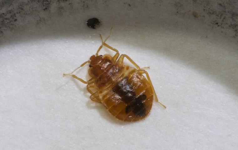 Bed Bugs Control, bed bug fumigation, bed bug fumigation services,