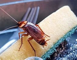cockroaches control, cockroach control, cockroaches control service, cockroaches pest control, cockroach removal, cockroach repellent, cockroach infestation, cockroach control services, cockroach exclusion, cockroach guano removal, cockroach extermination, cockroach proofing, cockroach deterrents, cockroach netting, cockroach trapping, cockroach eviction, cockroach den cleaning, cockroach colony management, cockroach inspection, cockroach control pesticides, pest control for cockroaches near me, cockroach pest control cost, what kills cockroaches instantly, pest control cockroaches, cockroach control devices, how do exterminators get rid of cockroaches, cockroach killer spray,  cockroach control, pest control for cockroaches near me, cockroach pest control cost, fumigation for cockroaches, cockroaches fumigation, cockroaches control services in kenya, solutions to cockroaches problems, cockroaches control services in thika, cockroaches fumigation services in thika, mosquitoes fumigation services in thika , cockroaches control services in thika, cockroaches control services in thika, cockroaches control services in thika, mosquitoes control services in thika, cockroaches control services in thika, mosquitoes control services in thika, mosquitoes control insecticide in thika, best insecticides in kenya, pest control pesticides in kenya, best pest control insecticides in thika, best cockroaches control insecticides in kenya, pesticides that kill cockroaches in kenya, best pesticides, mosquitoes insecticides in kenya, pest control in kenya, pesticides of mosquitoes in kenya, fumigation of cockroaches in kenya, cockroaches control services in nanyuki, mlolongo, kisumu, mombasa, eistleigh, westlands, cockroaches fumigation services in nanyuki, mlolongo, kisumu, mombasa, eistleigh, westlands, mosquitoes fumigation services in nanyuki, mlolongo, kisumu, mombasa, eistleigh, westlands , cockroaches control services in nanyuki, mlolongo, kisumu, mombasa, eistleigh, westlands, cockroaches control services in nanyuki, mlolongo, kisumu, mombasa, eistleigh, westlands, cockroaches control services in nanyuki, mlolongo, kisumu, mombasa, eistleigh, westlands, mosquitoes control services in nanyuki, mlolongo, kisumu, mombasa, eistleigh, westlands, cockroaches control services in nanyuki, mlolongo, kisumu, mombasa, eistleigh, westlands, mosquitoes control services in nanyuki, mlolongo, kisumu, mombasa, eistleigh, westlands, mosquitoes control insecticide in nanyuki, mlolongo, kisumu, mombasa, eistleigh, westlands, best insecticides in kenya, pest control pesticides in kenya, best pest control insecticides in nanyuki, mlolongo, kisumu, mombasa, eistleigh, westlands, best cockroaches control insecticides in kenya, pesticides that kill cockroaches in kenya, best pesticides, mosquitoes insecticides in kenya, pest control in kenya, pesticides of mosquitoes in kenya, fumigation of cockroaches in kenya,