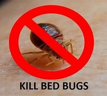 Bed Bug pest control in Kenya, Bed Bug pest control, Bed Bug fumigation, Bed Bug pest control services in Kenya, Pest control companies in Kenya, Best pest control services in Kenya, Home pest control in Nairobi, Cockroach control in Kenya, Rat control in Kenya, Bed bug control in Kenya, Ant control in Kenya, Mosquito control in Kenya, Termite control in Kenya, Pest extermination services in Kenya, Safe pest control methods in Kenya, DIY pest control in Kenya, Pest control products in Kenya, Pest infestation in housing estates in Kenya, Bed bug extermination services, How to get rid of bed bugs, Bed bugs removal services Nairobi, Best bed bugs control company, bed bugs control services in thika, termite control services in thika, cockroach control services in thika, pest control services in kiambu, fumigation services in kiambu, bees control services in kiambu, bed bugs control services in kiambu, termite control services in kiambu, cockroach control services in kiambu, pest control services in kiambu, pest control services in meru, fumigation services in meru, bees control services in meru, bed bugs control services in meru, termite control services in meru, cockroach control services in meru, pest control services in meru, pest control services in machakos, fumigation services in machakos, bees control services in machakos, bed bugs control services in machakos, termite control services in machakos, cockroach control services in machakos, pest control services in machakos, pest control services in nairobi, fumigation services in nairobi, bees control services in nairobi, bed bugs control services in nairobi, termite control services in nairobi, cockroach control services in nairobi, pest control services in nairobi, pest control services in kenya, fumigation services in kenya, bees control services in kenya, bed bugs control services in kenya, termite control services in kenya, cockroach control services in kenya, pest control services in kenya, pest control services in meru, fumigation services in meru, bees control services in meru, bed bugs control services in meru, termite control services in meru, cockroach control services in meru, pest control services in meru, fumigation service cost in kenya, fumigation cost in kenya, fumigation prices in kenya, fumigation price in nairobi, pest control charges in kenya, pest control cost in kenya, fumigation charge in mombasa, bees removal service near me, bees removal service in kenya, bees removal service chemical, bees removal chemical, termite control pesticide kenya, termite control in kenya, termite control insecticide, best chemical for bed bugs in kenya, best insecticide to kill bed bugs, best insecticide for bed bugs in kenya, pest control services in kitengela, fumigation services in kitengela, bees control services in kitengela, bed bugs control services in kitengela, termite control services in kitengela, cockroach control services in kitengela, pest control services in kitengela. fumigation service cost in kenya, fumigation cost in kenya, fumigation prices in kenya, fumigation price in nairobi, pest control charges in kenya, pest control cost in kenya, pest control services in thika, fumigation services in thika, bees control services in thika, bed bugs control services in thika, termite control services in thika, cockroach control services in thika, pest control services in kiambu, fumigation services in kiambu, bees control services in kiambu, bed bugs control services in kiambu, termite control services in kiambu, cockroach control services in kiambu, pest control services in kiambu, pest control services in meru, fumigation services in meru, bees control services in meru, bed bugs control services in meru, termite control services in meru, cockroach control services in meru, pest control services in meru, pest control services in machakos, fumigation services in machakos, bees control services in machakos, bed bugs control services in machakos, termite control services in machakos, cockroach control services in machakos, pest control services in machakos, pest control services in nairobi, fumigation services in nairobi, bees control services in nairobi, bed bugs control services in nairobi, termite control services in nairobi, cockroach control services in nairobi, pest control services in nairobi, pest control services in kenya, fumigation services in kenya, bees control services in kenya, bed bugs control services in kenya, termite control services in kenya, cockroach control services in kenya, pest control services in kenya, pest control services in meru, fumigation services in meru, bees control services in meru, bed bugs control services in meru, termite control services in meru, cockroach control services in meru, pest control services in meru, fumigation service cost in kenya, fumigation cost in kenya, fumigation prices in kenya, fumigation price in nairobi, pest control charges in kenya, pest control cost in kenya, pest control services in kitengela, fumigation services in kitengela, bees control services in kitengela, bed bugs control services in kitengela, termite control services in kitengela, cockroach control services in kitengela, pest control services in kitengela, fumigation service cost in kenya, fumigation cost in kenya, fumigation prices in kenya, fumigation price in nairobi, pest control charges in kenya, pest control cost in kenya