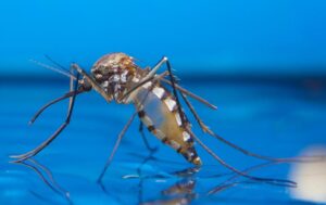 Mosquitoe Control in Kenya