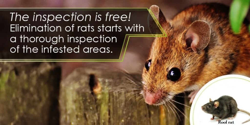 FUMIGATION SERVICES IN KENYA, PEST CONTROL SERVICES IN KENYA, GUARANTEED PEST CONTROL SERVICES IN KENYA, FUMIGATION IN NAIROBI KENYA, FUMIGATION SERVICES IN NAIROBI KENYA, PESTS, EXPERT PEST CONTROL SERVICES IN KENYA, FUMIGATION IN NAIROBI KENYA, PEST CONTROL SERVICES IN NAIROBI, PEST CONTROL AND FUMIGATION SERVICES, FUMIGATION AND PEST CONTROL SERVICES, PEST CONTROL, PEST CONTROL IN NAIROBI KENYA, PESTS CONTROL, PEST CONTROL IN KENYA, KENYA PEST, FUMIGATION COMPANIES IN NAIROBI, KENYA FUMIGATION, KENYA PEST CONTROL, FUMIGATION SERVICES IN NAIROBI, NAIROBI PESTS EXTERMINATOR, PEST FUMIGATION SERVICES IN KENYA, FUMIGATION & PEST CONTROL COMPANY IN KENYA, PROFESSIONAL FUMIGATION SERVICES IN KENYA, PEST CONTROL SERVICES PRICES, HOW MUCH IS PEST CONTROL SERVICES, COST OF FUMIGATION SERVICES, PEST CONTROL SERVICE PROVIDER IN KENYA, PEST CONTROL SERVICE IN NAIROBI KENYA, PEST CONTROL COMPANIES IN KENYA, PESTNET FUMIGATION AND PEST CONTROL COMPANY, PEST CONTROL COMPANIES IN NAIROBI, FUMIGATION COMPANIES IN KENYA, PEST, PEST EXTERMINATION SERVICES IN KENYA, PEST CONTROL SERVICES NEAR ME, PEST ERADICATION SERVICES IN KENYA, FUMIGATION AND PEST CONTROL SERVICES IN KENYA, FUMIGATION SERVICES COST, FUMIGATION SERVICES NEAR ME, PROFESSIONAL PEST CONTROL SERVICES, EXPERT PEST EXTERMINATOR FOR BEDBUGS, BATS, TERMITES, COCKROACHES, MOSQUITOES, FERAL CATS, RATS CONTROL AND OTHER PEST MANAGEMENT SERVICES IN KENYA NAIROBI, MOMBASA, KISUMU WESTERN KENYA REGION, PEST CONTROL SERVICES IN THIKA, FUMIGATION SERVICES IN THIKA, BEES CONTROL SERVICES IN THIKA, BED BUGS CONTROL SERVICES IN THIKA, TERMITE CONTROL SERVICES IN THIKA, COCKROACH CONTROL SERVICES IN THIKA, PEST CONTROL SERVICES IN KIAMBU, FUMIGATION SERVICES IN KIAMBU, BEES CONTROL SERVICES IN KIAMBU, BED BUGS CONTROL SERVICES IN KIAMBU, TERMITE CONTROL SERVICES IN KIAMBU, COCKROACH CONTROL SERVICES IN KIAMBU, PEST CONTROL SERVICES IN KIAMBU, PEST CONTROL SERVICES IN MERU, FUMIGATION SERVICES IN MERU, BEES CONTROL SERVICES IN MERU, BED BUGS CONTROL SERVICES IN MERU, TERMITE CONTROL SERVICES IN MERU, COCKROACH CONTROL SERVICES IN MERU, PEST CONTROL SERVICES IN MERU, PEST CONTROL SERVICES IN MACHAKOS, FUMIGATION SERVICES IN MACHAKOS, BEES CONTROL SERVICES IN MACHAKOS, BED BUGS CONTROL SERVICES IN MACHAKOS, TERMITE CONTROL SERVICES IN MACHAKOS, COCKROACH CONTROL SERVICES IN MACHAKOS, PEST CONTROL SERVICES IN MACHAKOS, PEST CONTROL SERVICES IN NAIROBI, FUMIGATION SERVICES IN NAIROBI, BEES CONTROL SERVICES IN NAIROBI, BED BUGS CONTROL SERVICES IN NAIROBI, TERMITE CONTROL SERVICES IN NAIROBI, COCKROACH CONTROL SERVICES IN NAIROBI, PEST CONTROL SERVICES IN NAIROBI, PEST CONTROL SERVICES IN KENYA, FUMIGATION SERVICES IN KENYA, BEES CONTROL SERVICES IN KENYA, BED BUGS CONTROL SERVICES IN KENYA, TERMITE CONTROL SERVICES IN KENYA, COCKROACH CONTROL SERVICES IN KENYA, PEST CONTROL SERVICES IN KENYA, PEST CONTROL SERVICES IN MERU, FUMIGATION SERVICES IN MERU, BEES CONTROL SERVICES IN MERU, BED BUGS CONTROL SERVICES IN MERU, TERMITE CONTROL SERVICES IN MERU, COCKROACH CONTROL SERVICES IN MERU, PEST CONTROL SERVICES IN MERU, FUMIGATION SERVICE COST IN KENYA, FUMIGATION COST IN KENYA, FUMIGATION PRICES IN KENYA, FUMIGATION PRICE IN NAIROBI, PEST CONTROL CHARGES IN KENYA, PEST CONTROL COST IN KENYA, FUMIGATION CHARGE IN MOMBASA, BEES removal service Near Me, BEES removal service in Kenya, BEES removal service chemical, BEES removal Chemical, TERMITE CONTROL PESTICIDE KENYA, TERMITE CONTROL IN KENYA, TERMITE CONTROL INSECTICIDE, BEST CHEMICAL FOR BED BUGS IN KENYA, BEST INSECTICIDE TO KILL BED BUGS, BEST INSECTICIDE FOR BED BUGS IN KENYA, PEST CONTROL SERVICES IN KITENGELA, FUMIGATION SERVICES IN KITENGELA, BEES CONTROL SERVICES IN KITENGELA, BED BUGS CONTROL SERVICES IN KITENGELA, TERMITE CONTROL SERVICES IN KITENGELA, COCKROACH CONTROL SERVICES IN KITENGELA, PEST CONTROL SERVICES IN KITENGELA, FUMIGATION SERVICE COST IN KENYA, FUMIGATION COST IN KENYA, FUMIGATION PRICES IN KENYA, FUMIGATION PRICE IN NAIROBI, PEST CONTROL CHARGES IN KENYA, PEST CONTROL COST IN KENYA