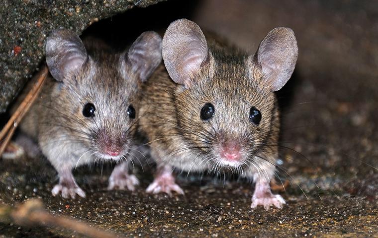 Rats Control Services in Kenya