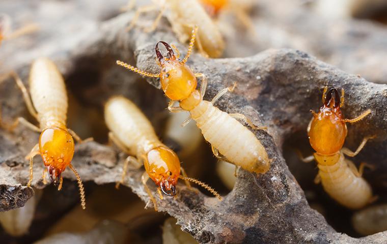 Termite Control Services in Kenya, DIY Termite control, natural remedies for Termite control, chemical Termite control in Kenya, professional Termite extermination in Nairobi, Termite infestation treatments, Termite fumigation services, Termite prevention tips, cost of Termite control in Kenya, Kenya Termite extermination, pest control services, professional roach control, Termite fumigation, insecticide spray, Termite infestation treatment, pest eradication, home pest control, commercial Termite control, natural Termite control, integrated pest management