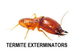 Termites control, Termite control, Termites control service, Termites pest control, Termite removal, Termite repellent, Termite infestation, Termite control services, Termite exclusion, Termite guano removal, Termite extermination, Termite proofing, Termite deterrents, Termite netting, Termite trapping, Termite eviction, Termite extermination, Termite colony management, Termite inspection, Termite control pesticides, pest control for Termites near me, Termite pest control cost, what kills Termites instantly, pest control Termites, Termite control devices, how do exterminators get rid of Termites, Termite killer spray, Termite control, pest control for Termites near me, Termite pest control cost, fumigation for Termites, Termites fumigation, Termites control services in kenya, solutions to Termites problems, Termites control services in thika, Termites fumigation services in thika, Termites fumigation services in thika , Termites control services in thika, Termites control services in thika, Termites control services in thika, Termites control services in thika,