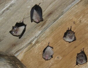 bats control Nairobi Kenya, bat colony management, bat inspection, bat control pesticides, pest control for bats near me, bat pest control cost, what kills bats instantly, pest control bats, bat control devices, how do exterminators get rid of bats, bat killer spray
