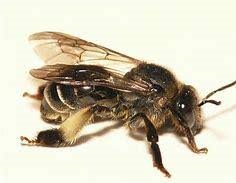 Bees control, Bees control services, Bees control in Kenya, Bees control in Kenya, Bees control services in Kenya, Bees control near me, natural remedies for Bees control, chemical Bees control in Kenya, professional Bees extermination in Nairobi, Bees infestation treatments, Bees fumigation services, Bees prevention tips, cost of Bees control in Kenya, Kenya Bees extermination, pest control services, professional roach control, Bees fumigation, insecticide spray, Bees infestation treatment, pest eradication, home pest control, commercial Bees control, natural Bees control, integrated pest management