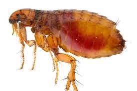 Fleas control, Fleas control services, Fleas control in Kenya, Fleas control in Kenya, Fleas control services in Kenya, Fleas control near me, natural remedies for Fleas control, chemical Fleas control in Kenya, professional Fleas extermination in Nairobi, Fleas infestation treatments, Fleas fumigation services, Fleas prevention tips, cost of Fleas control in Kenya, Kenya Fleas extermination, pest control services, professional roach control, Fleas fumigation, insecticide spray, Fleas infestation treatment, pest eradication, home pest control, commercial Fleas control, natural Fleas control, integrated pest management